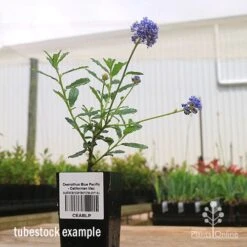 Ceanothus Blue Pacific - Californian Lilac 23 Ceanothus Blue Pacific - Californian Lilac -Garden Plant Store apo ceanothus tubestock side