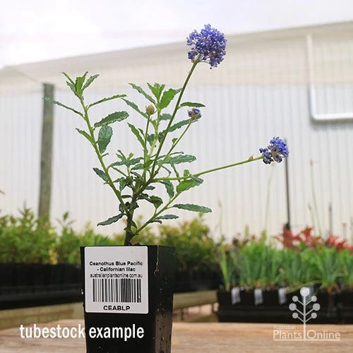 Ceanothus Blue Pacific - Californian Lilac 10 Ceanothus Blue Pacific - Californian Lilac - Image 10