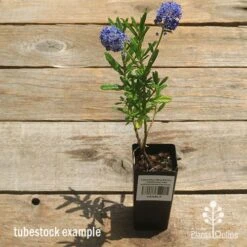 Ceanothus Blue Pacific - Californian Lilac 27 Ceanothus Blue Pacific - Californian Lilac -Garden Plant Store apo ceanothus tubestock tall