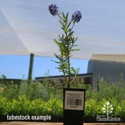 Ceanothus Blue Pacific - Californian Lilac 20 Ceanothus Blue Pacific - Californian Lilac -Garden Plant Store apo ceanothus tubestock tall2