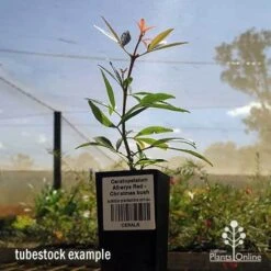 Ceratopetalum Alberys Red - Christmas Bush -Garden Plant Store apo ceratopetalum tubestock