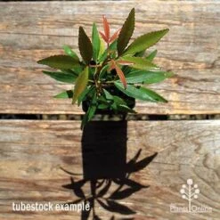 Ceratopetalum Shiraz - Christmas Bush -Garden Plant Store apo ceratopetalum tubestock top