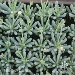 Senecio Chalk Sticks - Succulent -Garden Plant Store apo chalk sticks dwarf plug plants