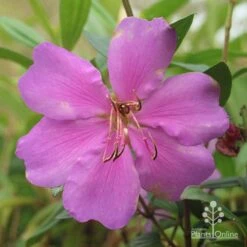 Tibouchina Chameleon -Garden Plant Store apo chameleon dark pink