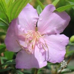 Tibouchina Chameleon -Garden Plant Store apo chameleon pink