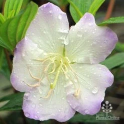 Tibouchina Chameleon -Garden Plant Store apo chameleon tibouchina close