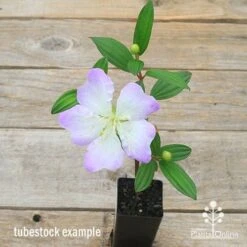 Tibouchina Chameleon -Garden Plant Store apo chameleon tubestock top