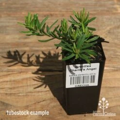 New Products -Garden Plant Store apo charlies angel tubestock top