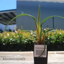 Dianella Cherry Red -Garden Plant Store apo cherry red tubestock