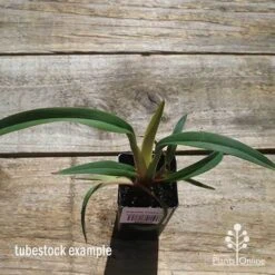 Dianella Cherry Red -Garden Plant Store apo cherry red tubestock top