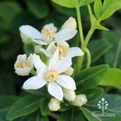 Choisya - Mexican Orange Blossom -Garden Plant Store apo choisya flowers