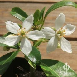 Choisya - Mexican Orange Blossom -Garden Plant Store apo choisya flowers up close