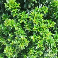 Syzygium Bush Christmas - Lilly Pilly -Garden Plant Store apo christmas bush syzygium foliage