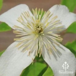 Clematis Montana Alba -Garden Plant Store apo clematis alba flower centre