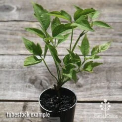 Clematis Montana Alba -Garden Plant Store apo clematis alba tubestock