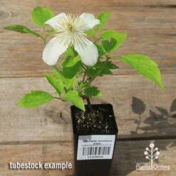 Clematis Montana Alba -Garden Plant Store apo clematis alba tubestock flowering