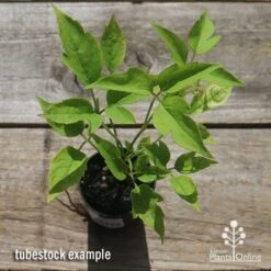 Clematis Montana Alba -Garden Plant Store apo clematis alba tubestock top