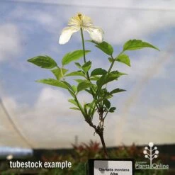 Clematis Montana Alba -Garden Plant Store apo clematis alba tubestock2