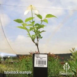 Clematis Montana Alba -Garden Plant Store apo clematis alba tubestock 1