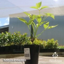 Clematis Montana Alba -Garden Plant Store apo clematis white tubestock