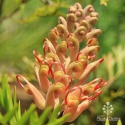 Grevillea Coconut Ice -Garden Plant Store apo coconut ice buds