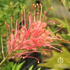 Grevillea Coconut Ice -Garden Plant Store apo coconut ice flower full open