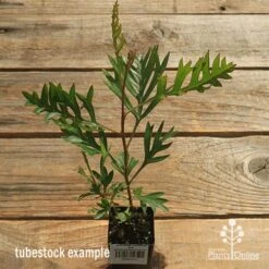 Grevillea Coconut Ice -Garden Plant Store apo coconut ice tubestock