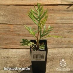 Grevillea Coconut Ice -Garden Plant Store apo coconut ice tubestock top