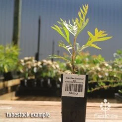 Grevillea Coconut Ice -Garden Plant Store apo coconut ice tubestock 1