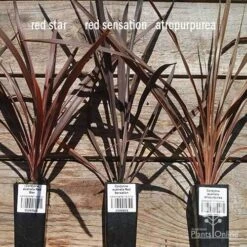 Cordyline Australis Red Sensation 14 Cordyline Australis Red Sensation -Garden Plant Store apo cordyline australis comparison 2 1