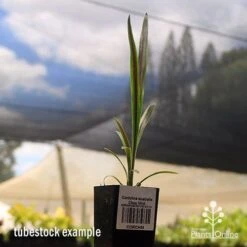 Cordyline Australis Choc Mint -Garden Plant Store apo cordyline choc mint tubestock