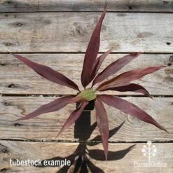 Cordyline Fruticosa Negra 14 Cordyline Fruticosa Negra -Garden Plant Store apo cordyline negra tubestock top