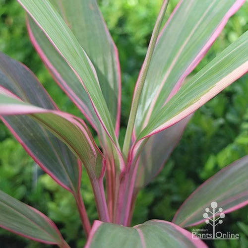 Cordyline Fruticosa Pink Diamond 1 Cordyline Fruticosa Pink Diamond