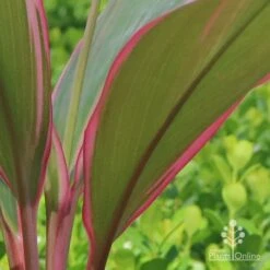 Cordyline Fruticosa Pink Diamond 18 Cordyline Fruticosa Pink Diamond -Garden Plant Store apo cordyline pink diamond under leaf