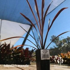 Cordyline Australis Red Sensation 15 Cordyline Australis Red Sensation -Garden Plant Store apo cordyline red sensation tubestock nursery