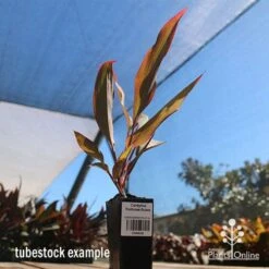 Cordyline Fruticosa Rubra -Garden Plant Store apo cordyline rubra tubestock nursery