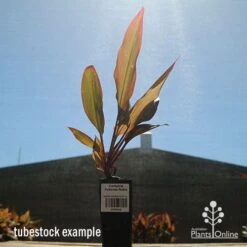 Cordyline Fruticosa Rubra -Garden Plant Store apo cordyline rubra tubestock sun