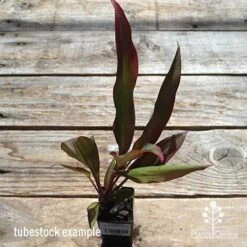 Cordyline Fruticosa Rubra -Garden Plant Store apo cordyline rubra tubestock top