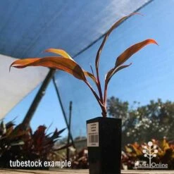 Cordyline Fruticosa Tangelo -Garden Plant Store apo cordyline tangelo tubestock