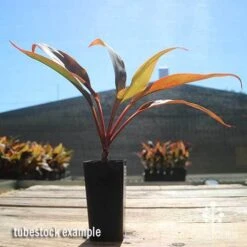 Cordyline Fruticosa Tangelo -Garden Plant Store apo cordyline tangelo tubestock sun