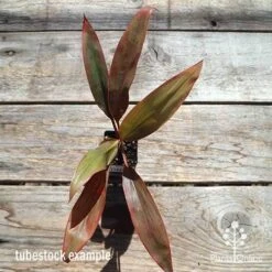 Cordyline Fruticosa Tangelo -Garden Plant Store apo cordyline tangelo tubestock top