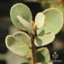Correa Alba -Garden Plant Store apo correa alba foliage