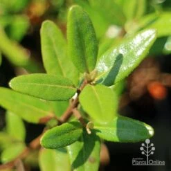 Correa Dinner Bells 11 Correa Dinner Bells -Garden Plant Store apo correa dinner bells foliage