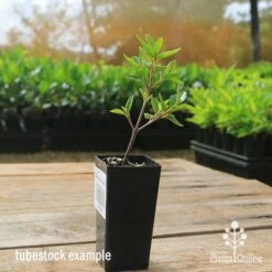 Correa Dusky Bells 16 Correa Dusky Bells -Garden Plant Store apo correa dusky bells