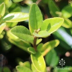 Correa Dusky Bells 15 Correa Dusky Bells -Garden Plant Store apo correa dusky bells foliage