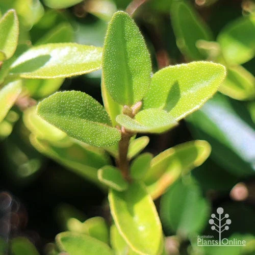 Correa Dusky Bells 7 Correa Dusky Bells - Image 7