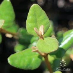 Correa Marian's Marvel -Garden Plant Store apo correa marians marvel foliage