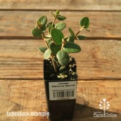 Correa Marian's Marvel -Garden Plant Store apo correa marians marvel tubestock
