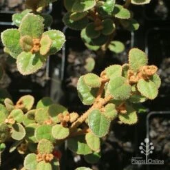 Correa Nummulariifolia - Roundleaf Correa 14 Correa Nummulariifolia - Roundleaf Correa -Garden Plant Store apo correa nummularia foliage