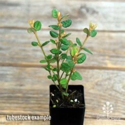 Correa Nummulariifolia - Roundleaf Correa 10 Correa Nummulariifolia - Roundleaf Correa -Garden Plant Store apo correa nummularifolia tubestock top